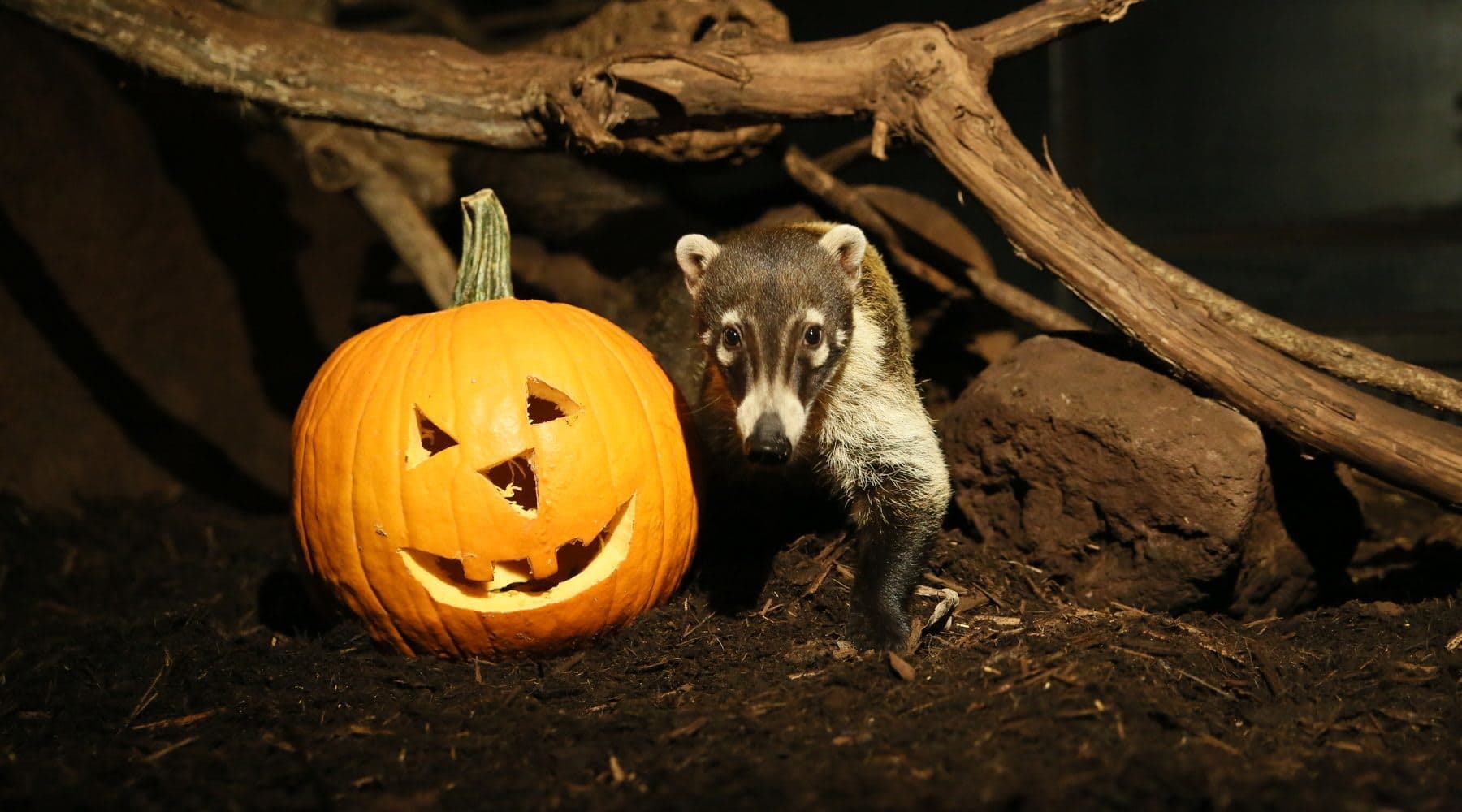 ZooAmericas Creatures of the Night