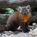 ZooAmerica North American Wildlife Park